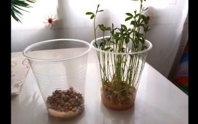 Proyectos Primer Ciclo de Primaria, desde casa